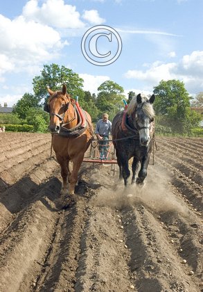 Covering Potatoes DM1218